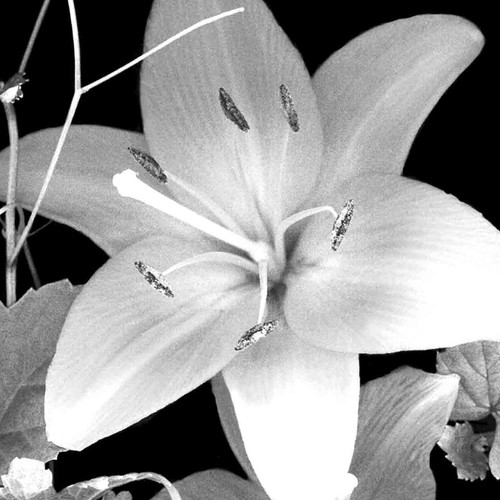 White Lily II B&W