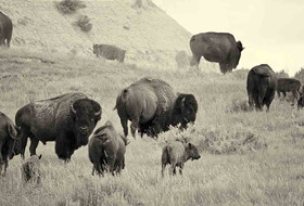 Bisons & Buffaloes