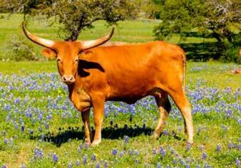 Longhorns