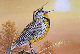 Meadowlarks Meadowlarks