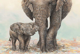 Elephants