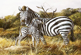 Zebras