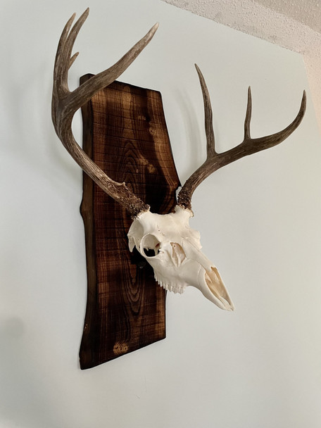 Grand Pursuit Outfitting Skull Lift Bracket for European Mounting Systems: Low Lift