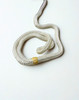 New England Ropes 50501200015 Dockline Db 3/8 X 15Ft White