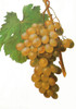 Gordo Blanco (White Muscat) Grape