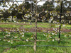 Lapins Cherry (dwarf)