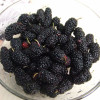 Black Mulberry (seedling grown)