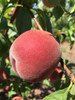Bendigo Beauty Peach