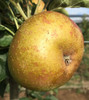 Campbelltown Russet Apple (stepover)