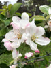 Frequin Rouge Apple (dwarf)