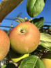 Frequin Rouge Apple (dwarf)