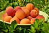 Bulida Apricot (dwarf)