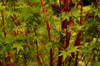 Coral Bark Maple (Acer palmatum 'Senkaki')