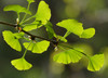 Ginkgo (male) (Ginkgo biloba)