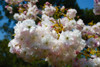 Shirotae Japanese Flowering Cherry (Prunus 'Mt Fuji-Shirotae')