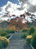 Shirotae Japanese Flowering Cherry (Prunus 'Mt Fuji-Shirotae')