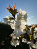Tai-Haku Flowering Cherry (Prunus 'Tai-Haku')