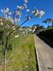 Tai-Haku Flowering Cherry (Prunus 'Tai-Haku')