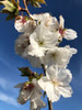 Tai-Haku Flowering Cherry (Prunus 'Tai-Haku')