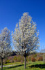 Cleveland Select Ornamental Pear (Pyrus calleryana 'Cleveland Select')