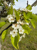 Red Spire Ornamental Pear (Pyrus calleryana 'Red Spire')
