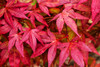 Shindeshojo Japanese Maple (Acer palmatum 'Shindeshojo')