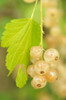 White Currant