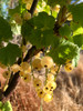White Currant