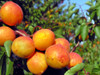 Hunter Apricot