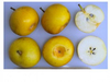 Nijisseiki (20th Century) Nashi (Asian Pear) (semi-dwarf)