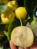 Nijisseiki (20th Century) Nashi (Asian Pear) (semi-dwarf)