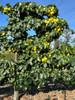 Nijisseiki (20th Century) Nashi (Asian Pear) (semi-dwarf)