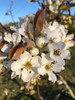 Nijisseiki (20th Century) Nashi (Asian Pear) (semi-dwarf)