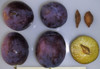 President European Plum (dwarf)