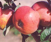 Kidd's Orange Red Apple (dwarf)