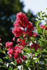 Tuscarora Crepe Myrtle (Lagerstroemia indica x L. fauriei 'Tuscarora' )