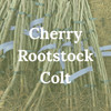 Cherry Rootstock Colt