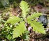 Portugal Oak (Quercus lusitanica)