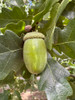 English Oak (Quercus robur)