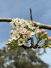 Capital Ornamental Pear (Pyrus calleryana 'Capital')
