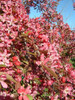 Malus 'Echtermeyer' (weeper)