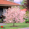 Prunus 'Elvins' Flowering Plum