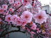 Prunus x blireana Flowering Plum