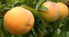 Tatura 204 Peach