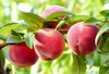 Valley Red Peach (super-dwarf)