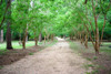 Trident Maple (Acer buergerianum)