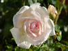 Francis Meilland - Father of Peace Rose