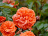 Orangerie Rose