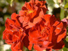 Image credit: https://www.gardenarium.com.au/roses/2020-new-stock-roses