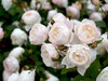 Desdemona Rose